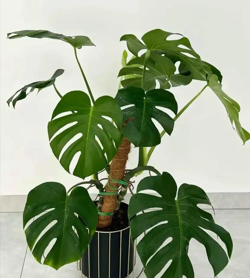 5種臥室「神仙植物」,養對了助眠又淨化空氣,養錯就徹夜無眠