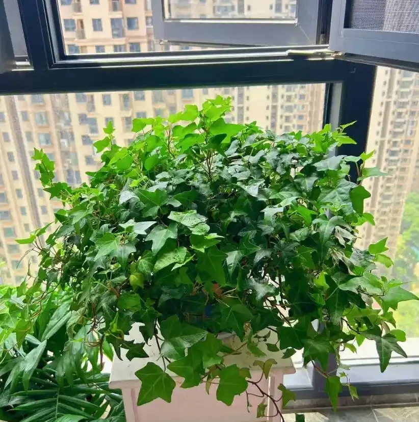 5種臥室「神仙植物」,養對了助眠又淨化空氣,養錯就徹夜無眠