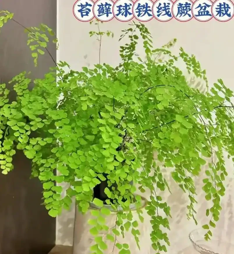 6種耐陰綠植:室內角落變森林的「暗夜精靈」