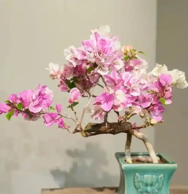 6種高顏值開花植物推薦，點亮你的家庭園藝生活！