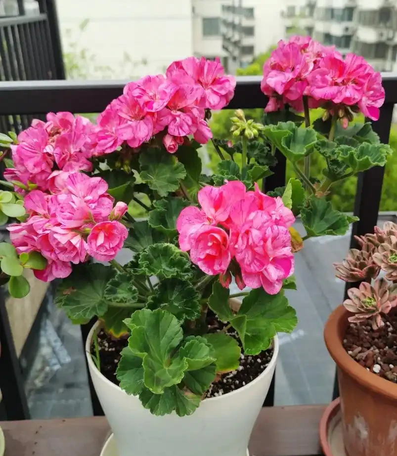 6種高顏值開花植物推薦，點亮你的家庭園藝生活！