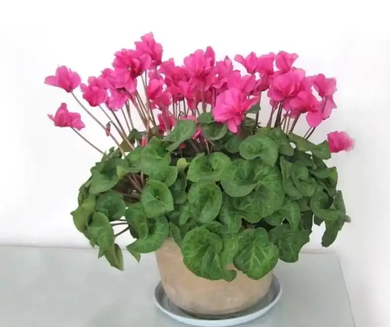 6種高顏值開花植物推薦，點亮你的家庭園藝生活！