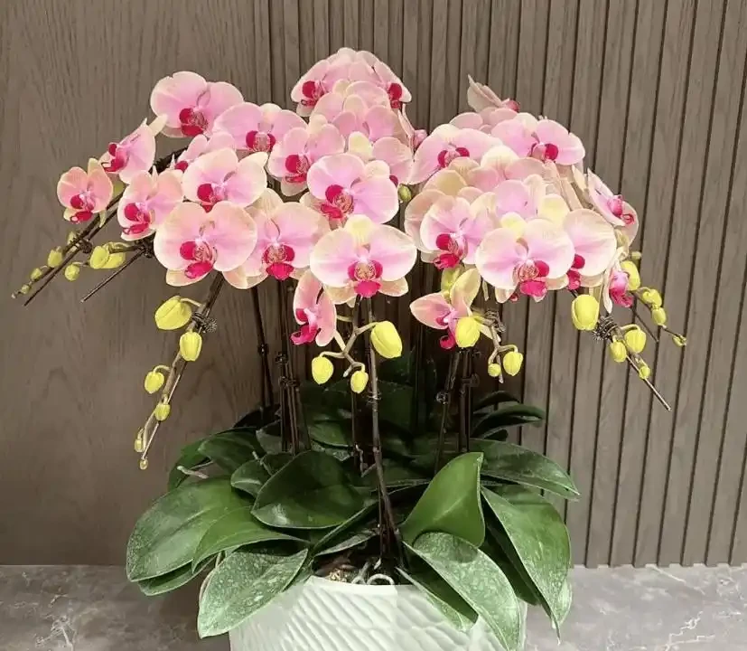 6種高顏值開花植物推薦，點亮你的家庭園藝生活！