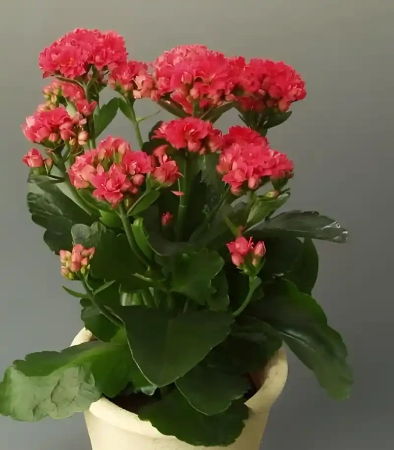 6種高顏值開花植物推薦，點亮你的家庭園藝生活！