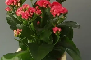 6種高顏值開花植物推薦，點亮你的家庭園藝生活！