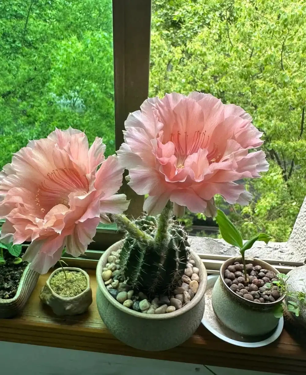 這3種植物不會隨意開花,但是花一開,你知道意味著什麼嗎?