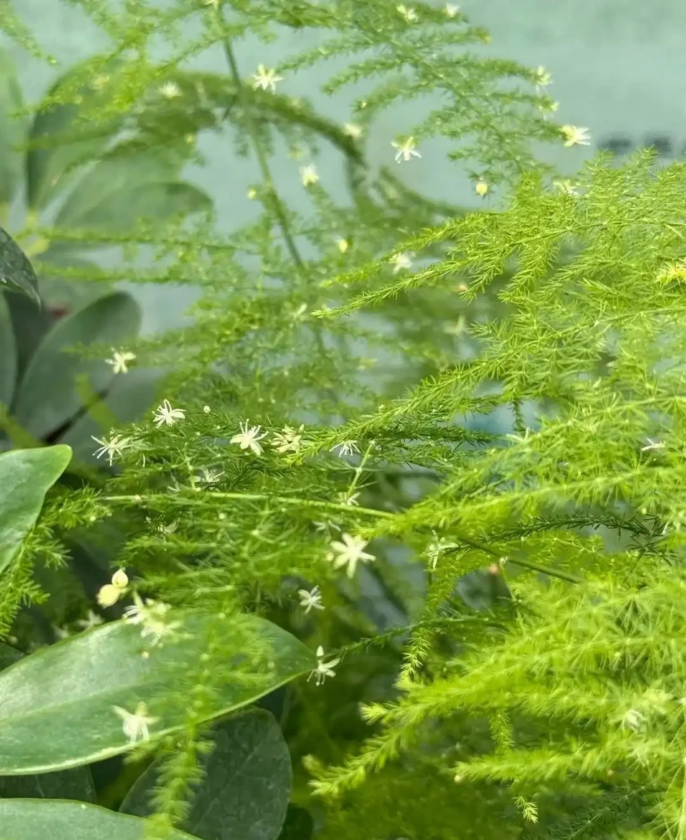 這3種植物不會隨意開花,但是花一開,你知道意味著什麼嗎?
