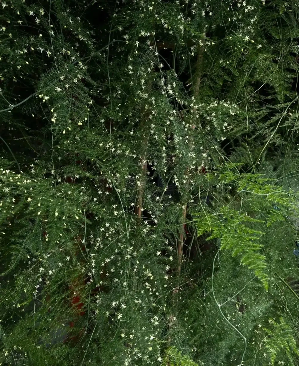 這3種植物不會隨意開花,但是花一開,你知道意味著什麼嗎?
