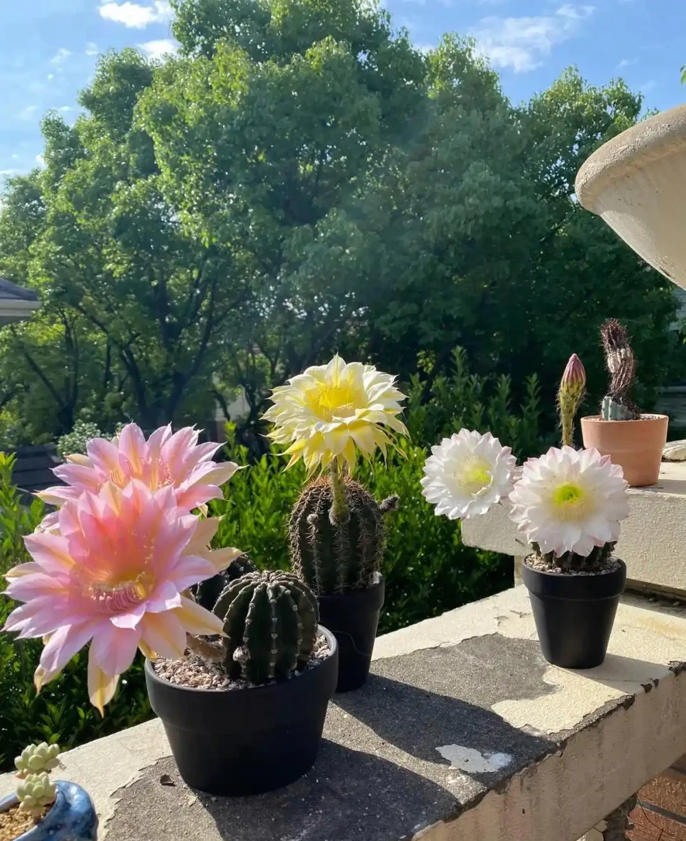 這3種植物不會隨意開花,但是花一開,你知道意味著什麼嗎?