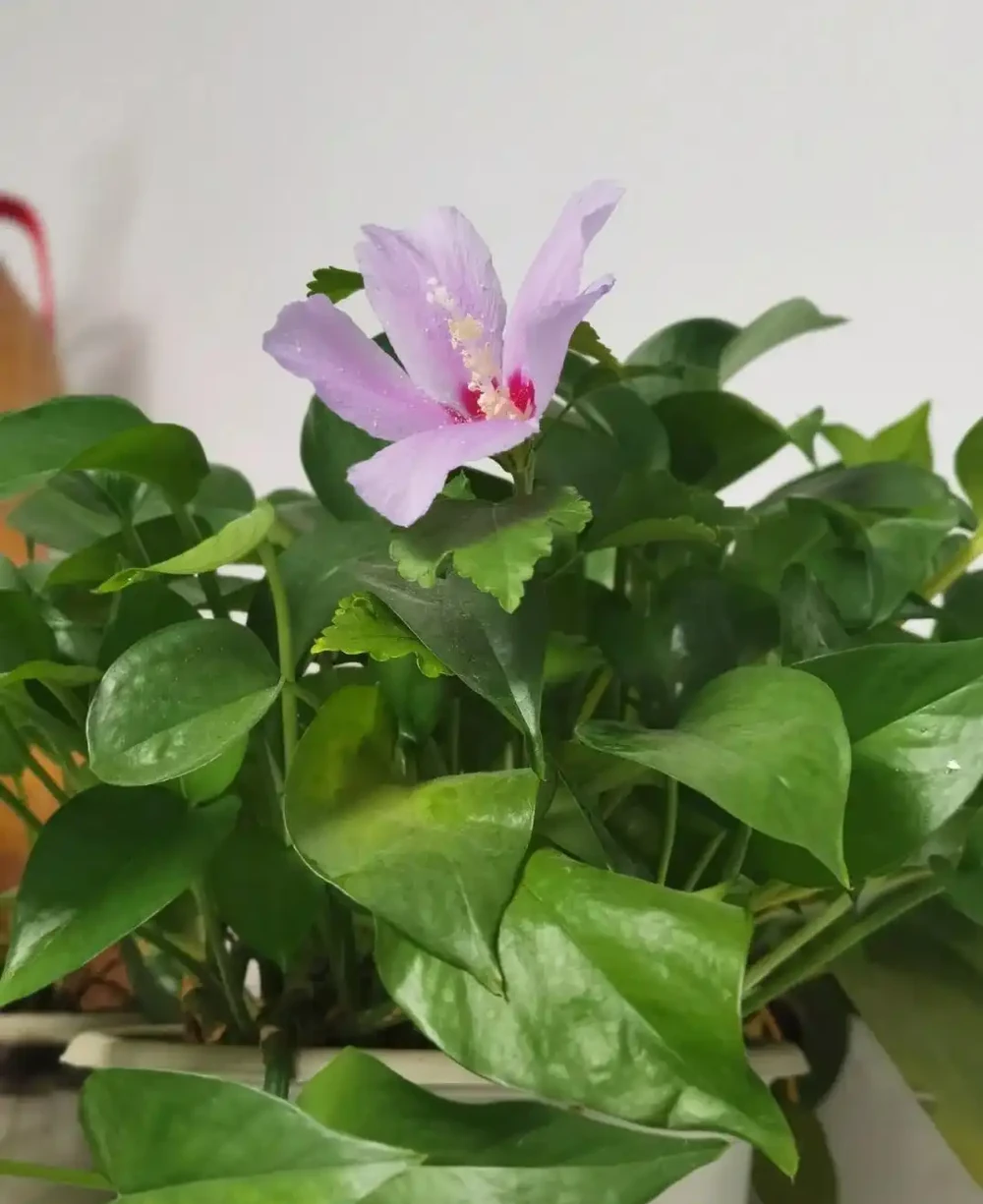 這3種植物不會隨意開花,但是花一開,你知道意味著什麼嗎?