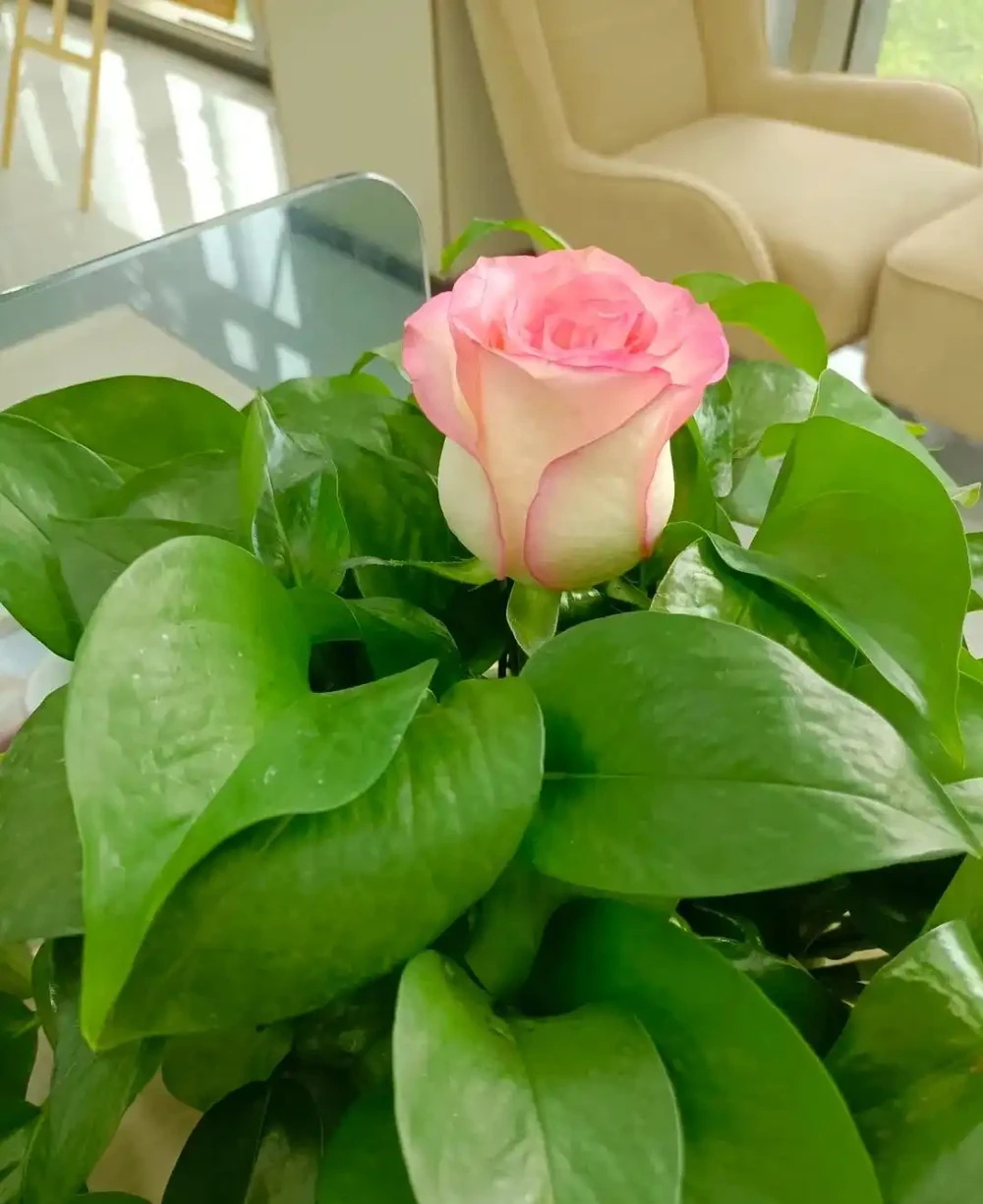 這3種植物不會隨意開花,但是花一開,你知道意味著什麼嗎?