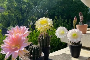 這3種植物不會隨意開花，但是花一開，你知道意味著什麼嗎？