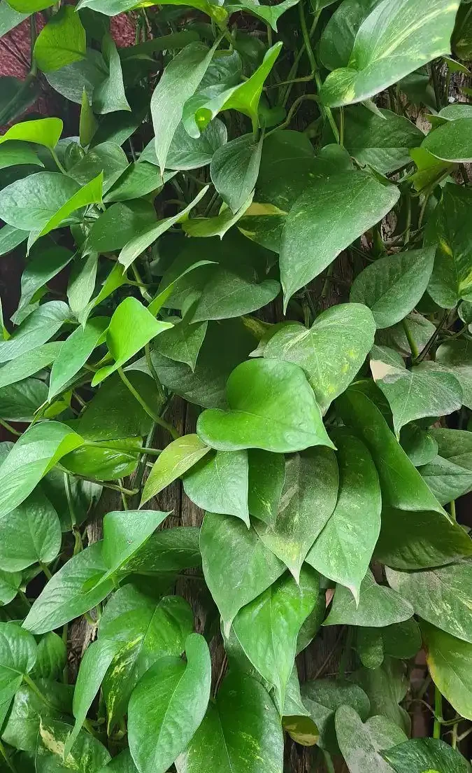 鵝掌藤又叫發財樹嗎