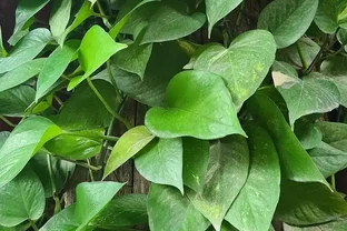 鵝掌藤又叫發財樹嗎