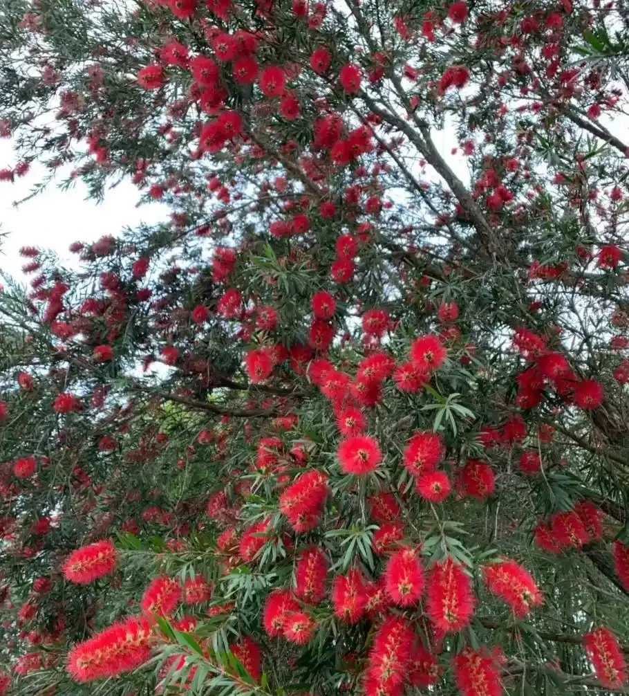 6種「耐寒花」,冬日挺立成「寶樹」,春風一吹雪花紛飛!