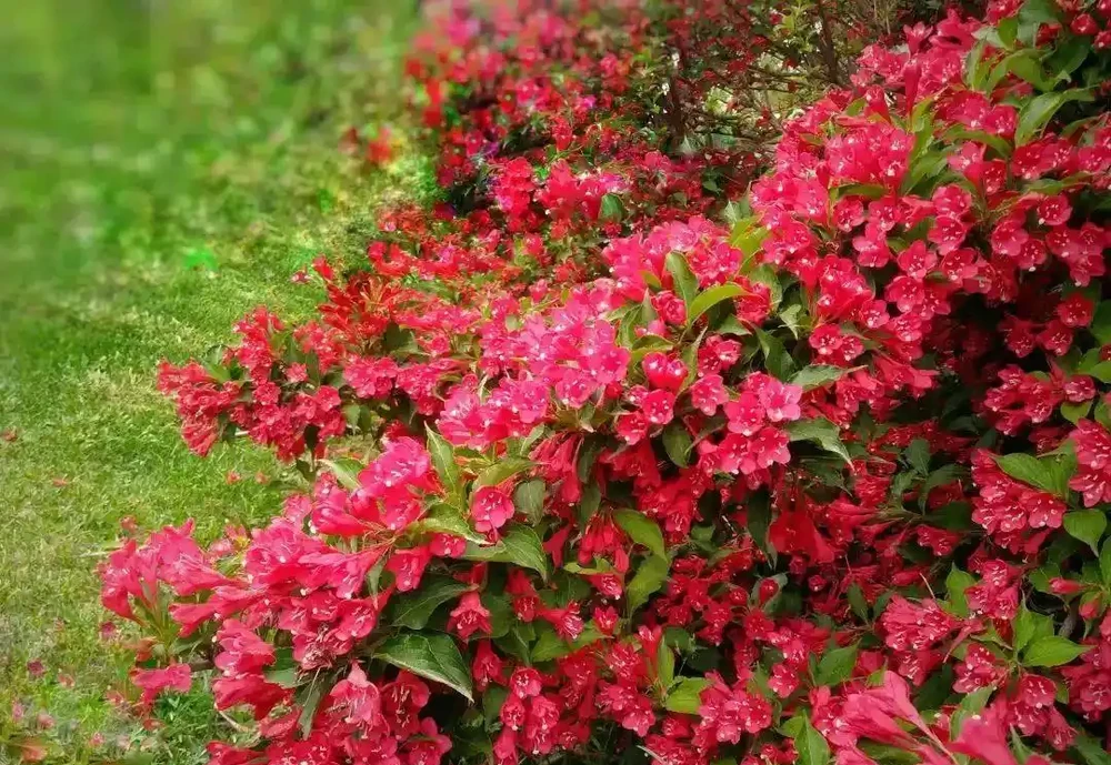 6種「耐寒花」,冬日挺立成「寶樹」,春風一吹雪花紛飛!
