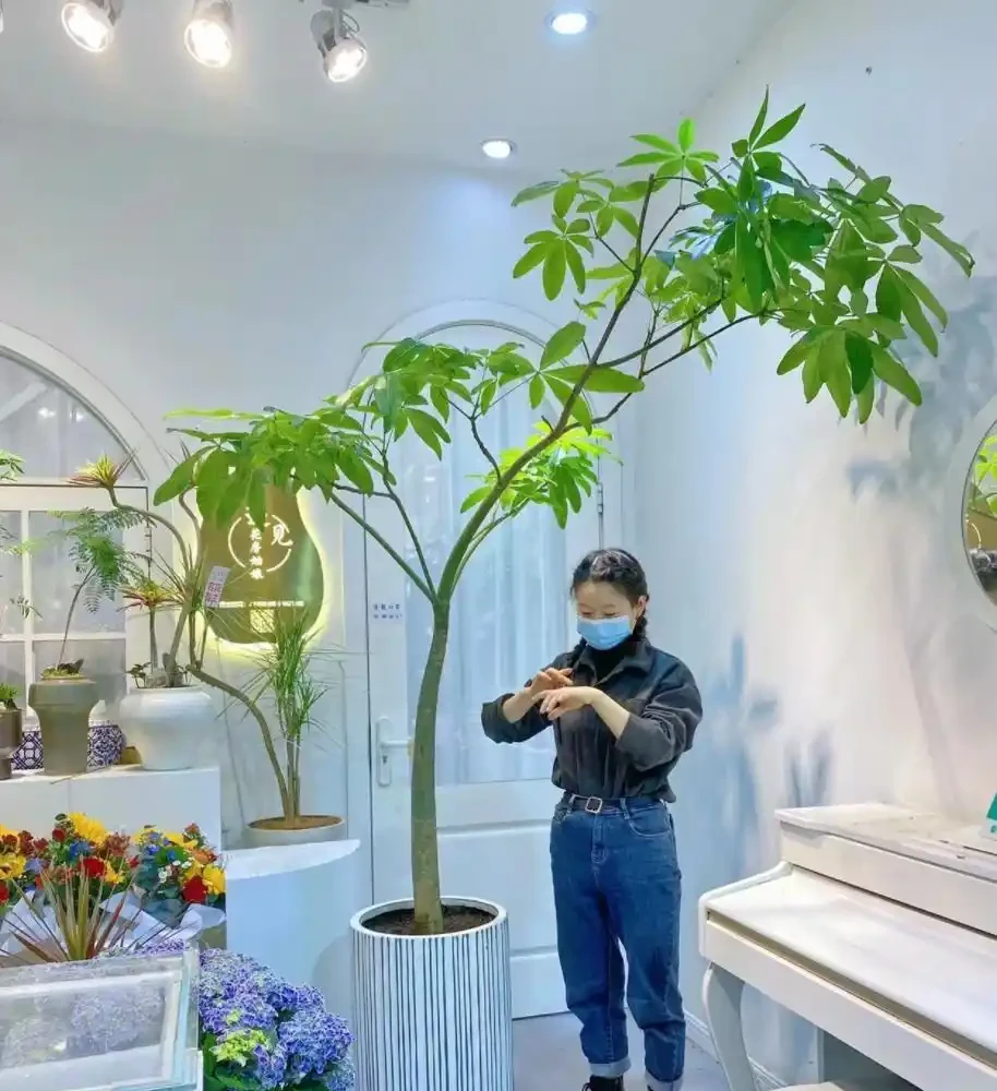 6種「耐寒花」,冬日挺立成「寶樹」,春風一吹雪花紛飛!
