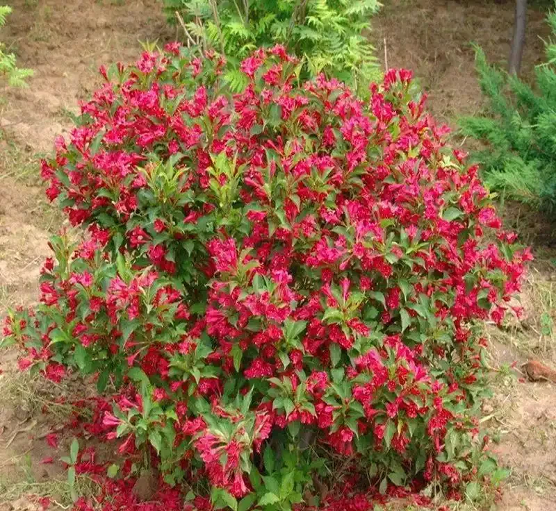 6種「耐寒花」,冬日挺立成「寶樹」,春風一吹雪花紛飛!