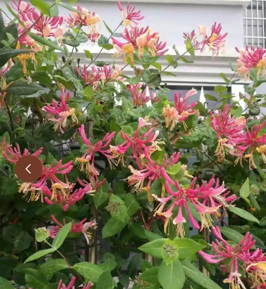 6種「耐寒花」,冬日挺立成「寶樹」,春風一吹雪花紛飛!