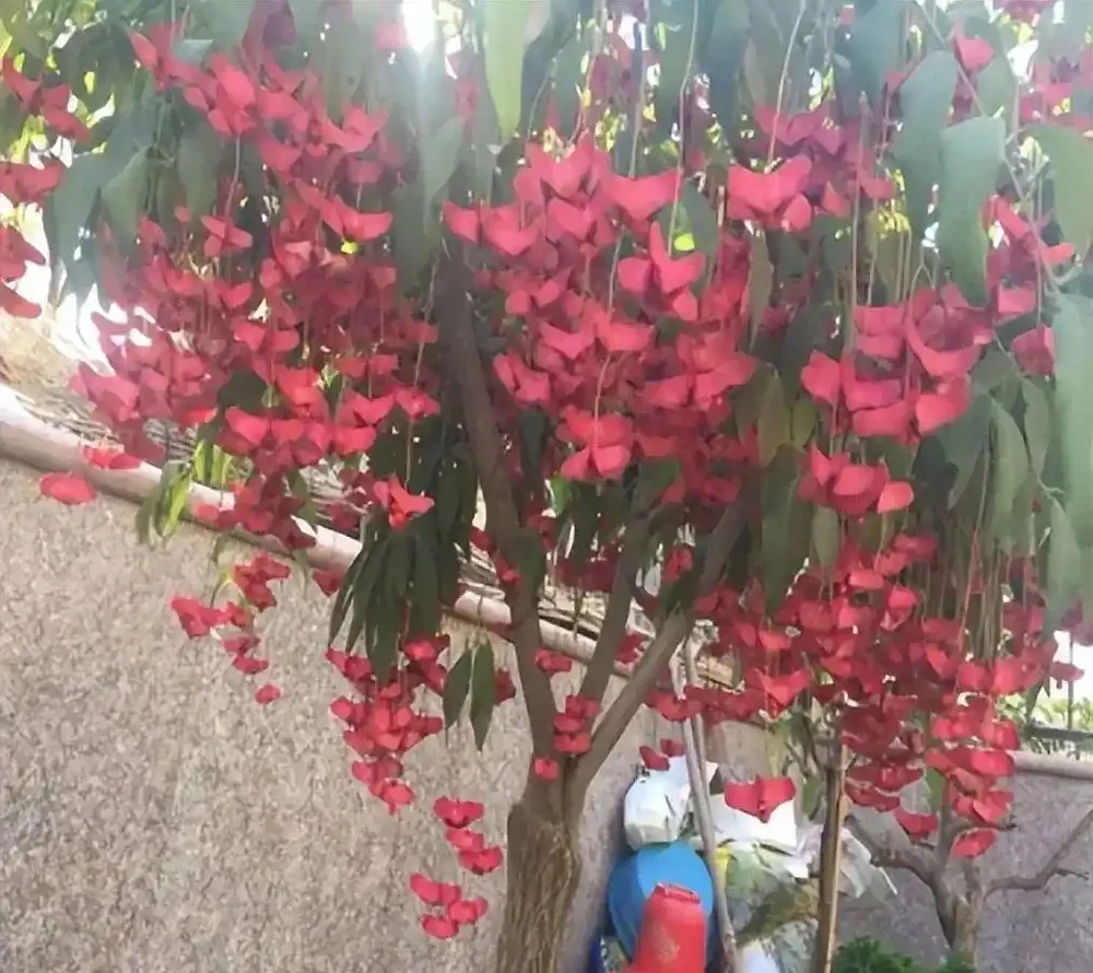 6種「耐寒花」,冬日挺立成「寶樹」,春風一吹雪花紛飛!