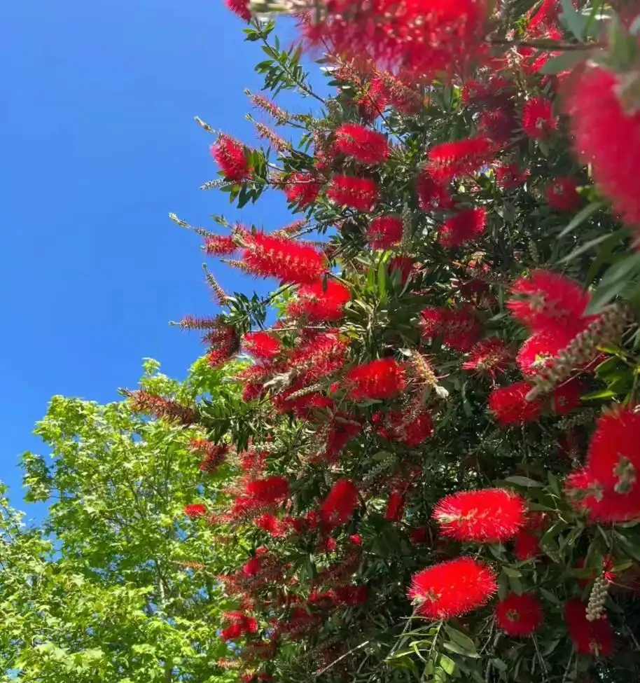 6種「耐寒花」,冬日挺立成「寶樹」,春風一吹雪花紛飛!