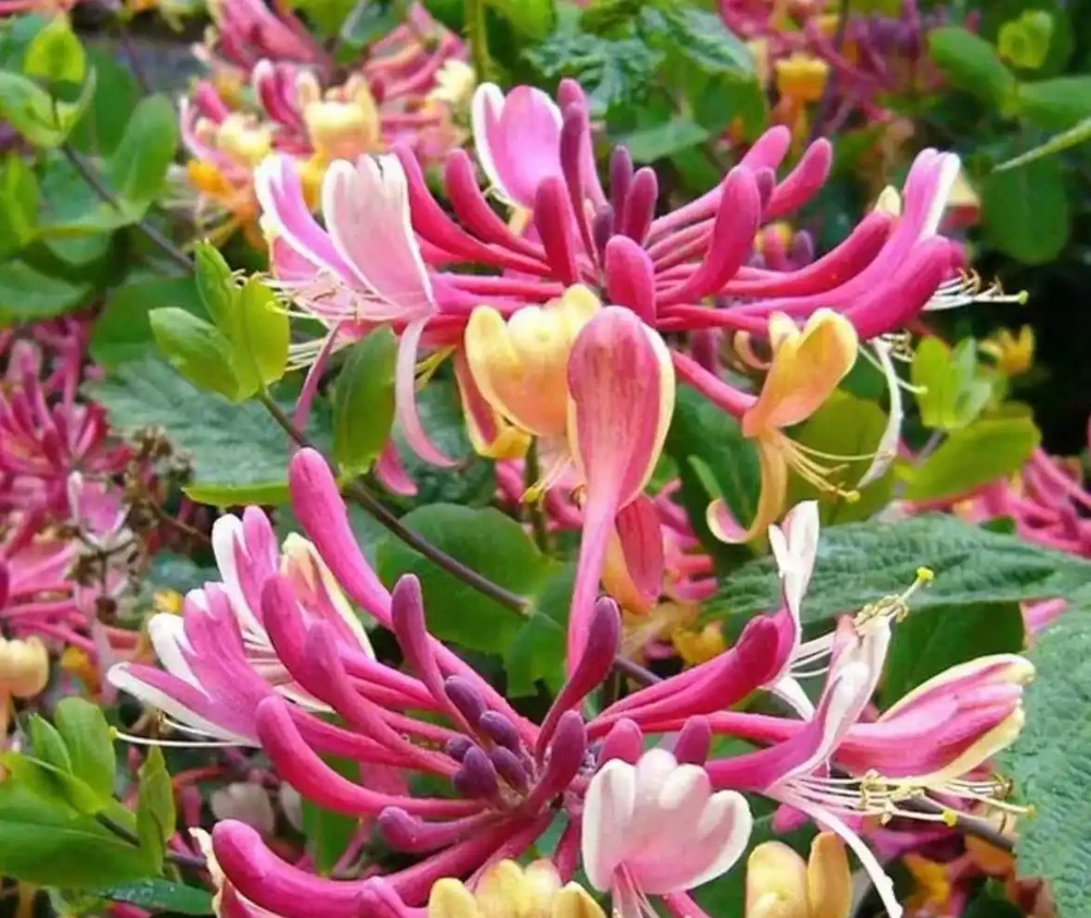6種「耐寒花」,冬日挺立成「寶樹」,春風一吹雪花紛飛!