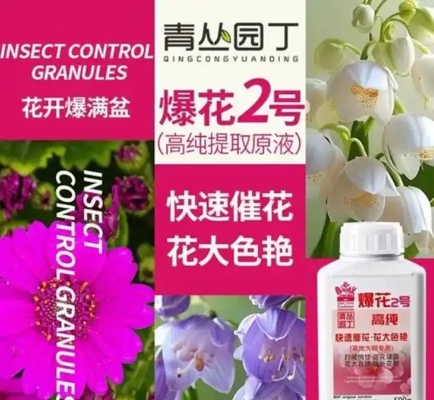 松葉牡丹家庭養護全攻略——輕鬆養出滿盆效果!