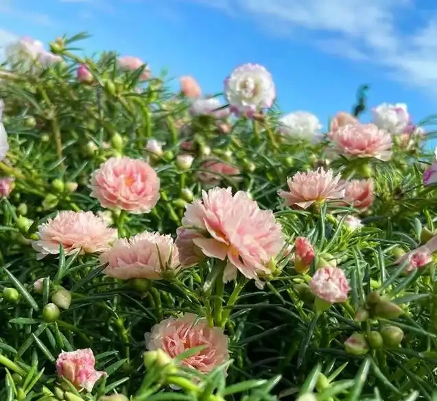 松葉牡丹家庭養護全攻略——輕鬆養出滿盆效果!