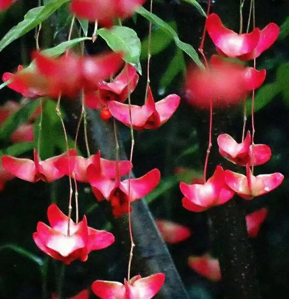 6種「耐寒花」,冬日挺立成「寶樹」,春風一吹雪花紛飛!