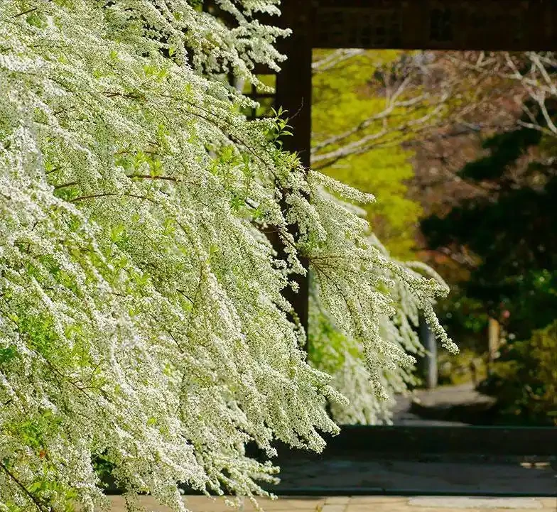 6種「耐寒花」,冬日挺立成「寶樹」,春風一吹雪花紛飛!