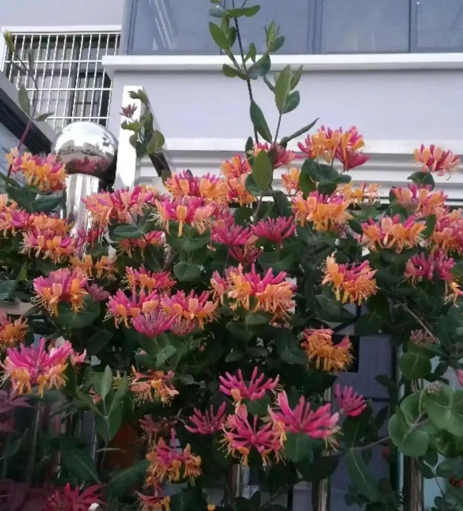 6種「耐寒花」,冬日挺立成「寶樹」,春風一吹雪花紛飛!