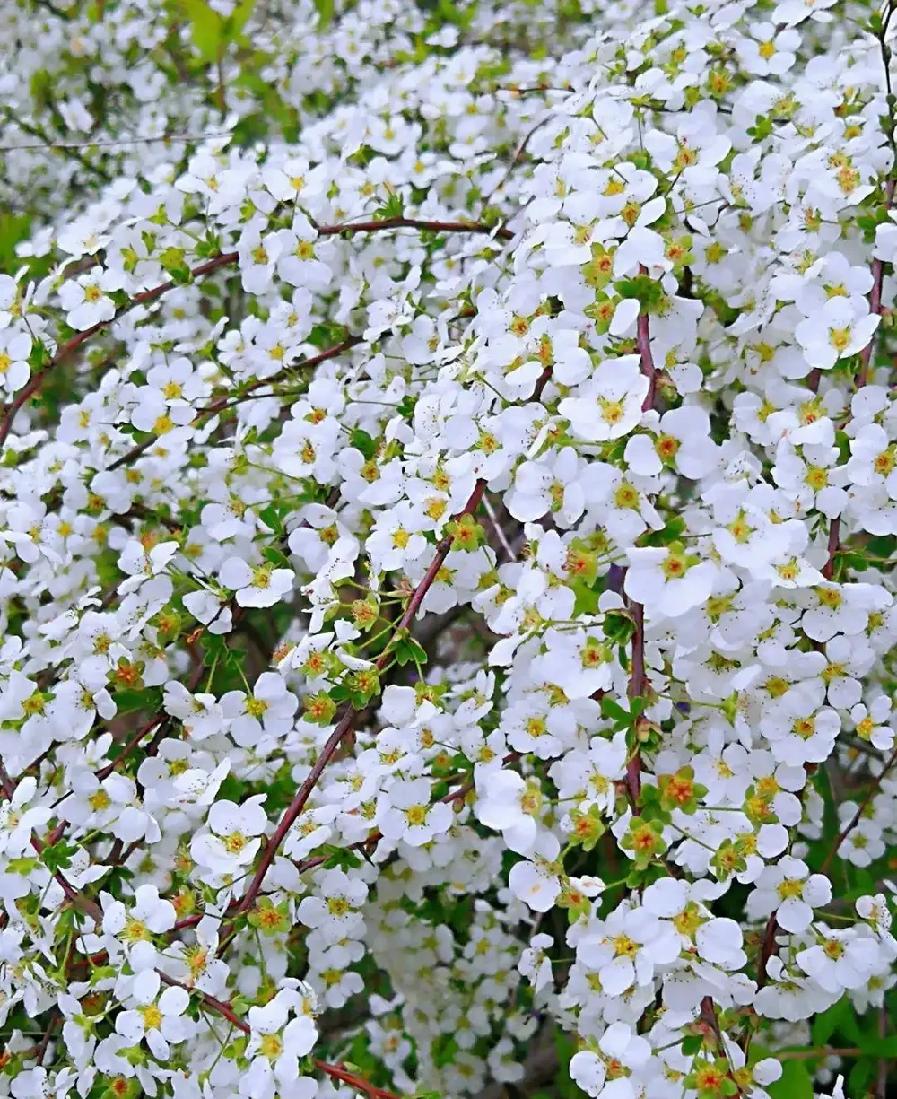 6種「耐寒花」,冬日挺立成「寶樹」,春風一吹雪花紛飛!