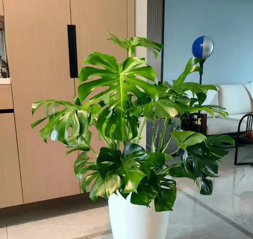春天室內木本綠植推薦:好養又省心的綠色伴侶