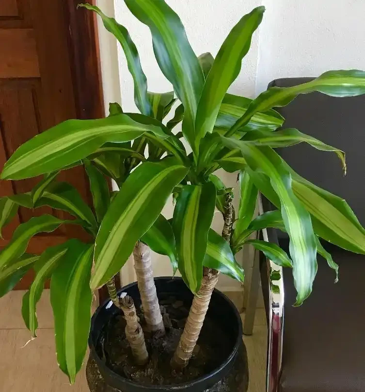 春天室內木本綠植推薦:好養又省心的綠色伴侶