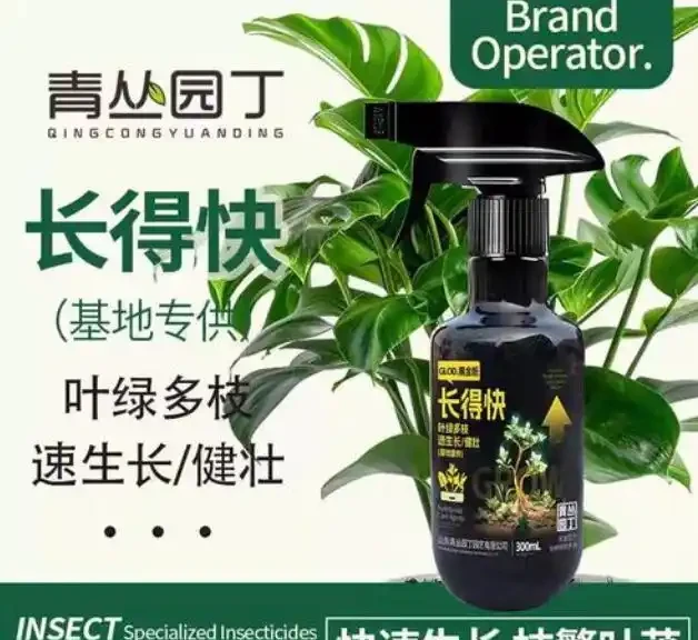 春天室內木本綠植推薦:好養又省心的綠色伴侶