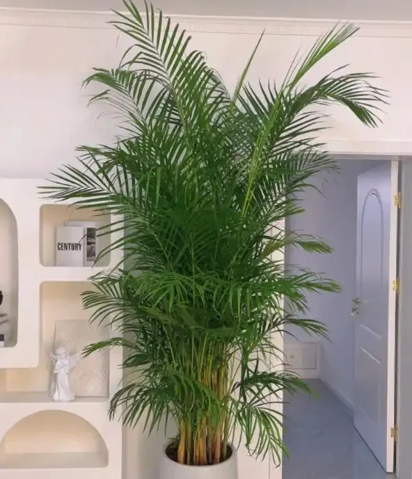 春天室內木本綠植推薦:好養又省心的綠色伴侶