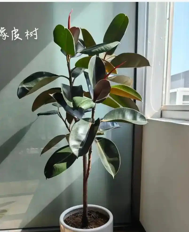 春天室內木本綠植推薦:好養又省心的綠色伴侶