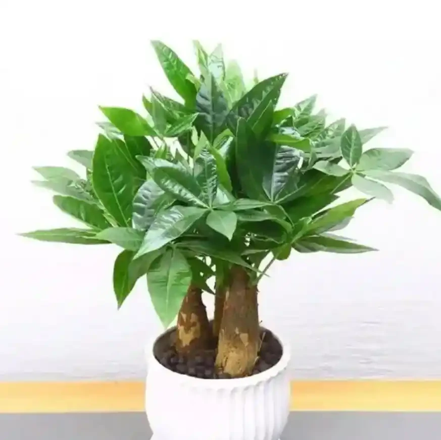 春天室內木本綠植推薦:好養又省心的綠色伴侶