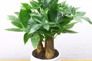 春天室內木本綠植推薦：好養又省心的綠色伴侶