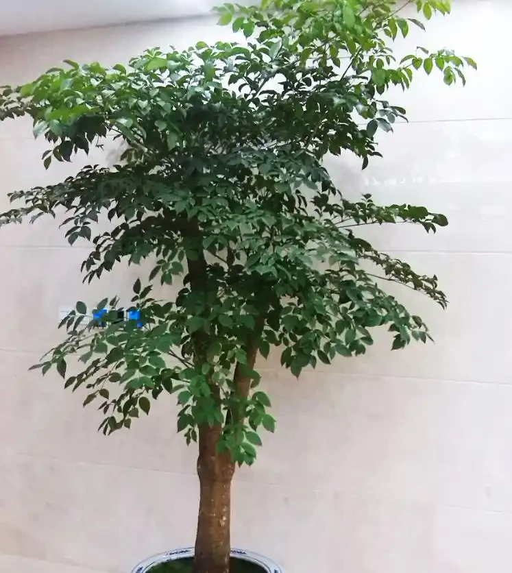 幸福樹總掉葉子?全面解析家庭養護誤區與正確養護技巧