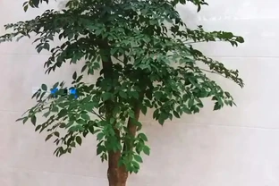 幸福樹總掉葉子？全面解析家庭養護誤區與正確養護技巧