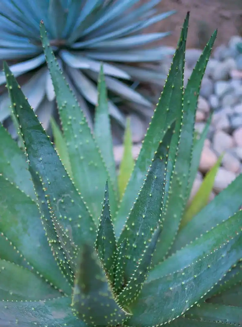 臥室綠植指南:十種助眠又養生的植物之選