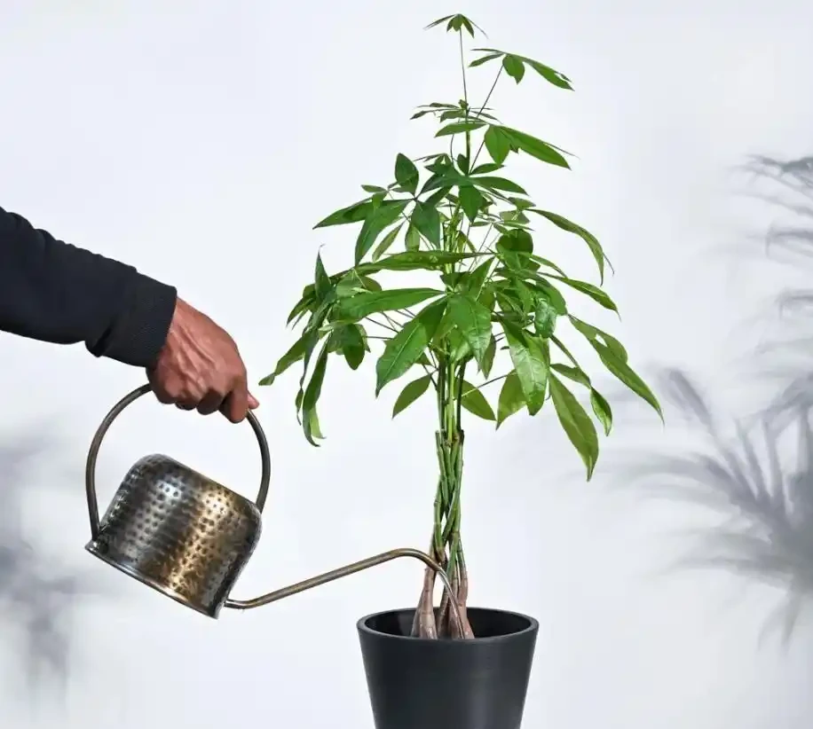 水分管理不當與溼度不足