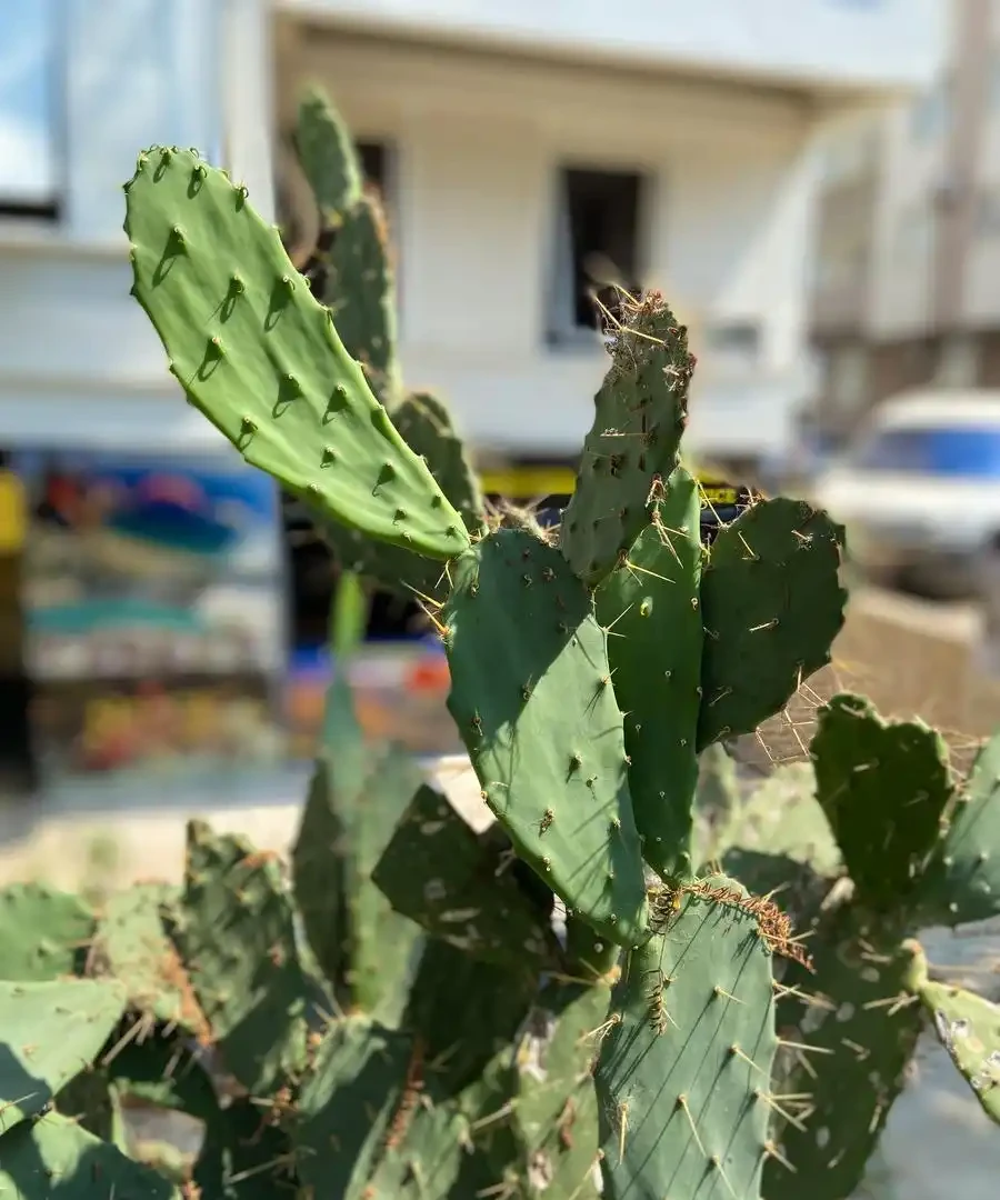 臥室綠植指南:十種助眠又養生的植物之選