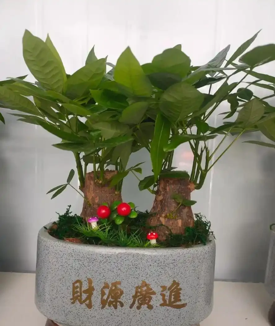發財樹總掉葉子？家庭養護全解析與救活指南