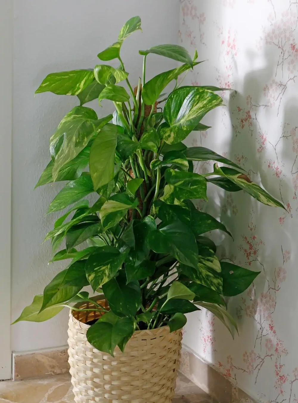 「再窮」家裡也要養花!這3種個個高階漂亮,旺財還旺家!