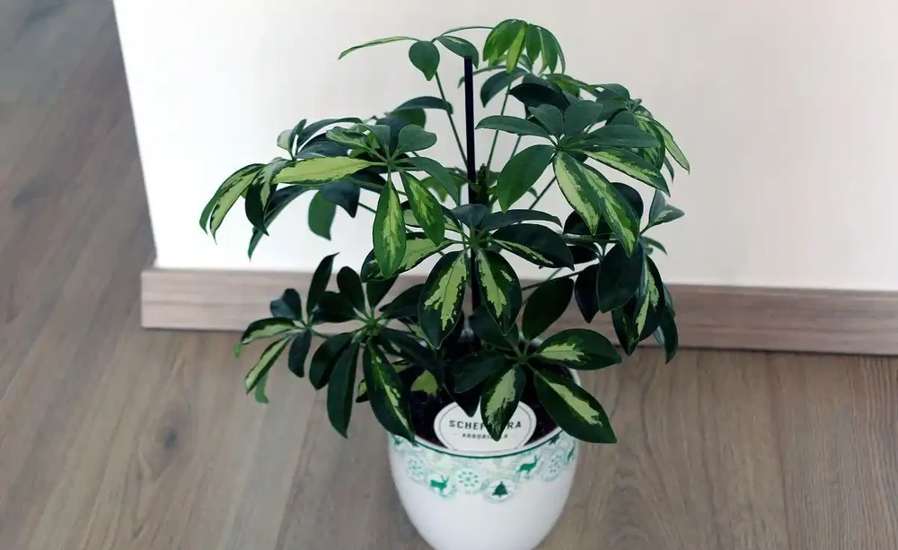 八方來財樹怎麼養?養八方來財樹要注意的事項