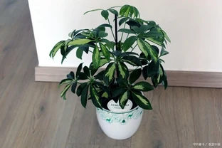 八方來財樹怎麼養？養八方來財樹要注意的事項