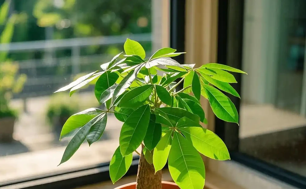 發財樹葉尖發黃乾枯怎麼解決?深度剖析與應對指南