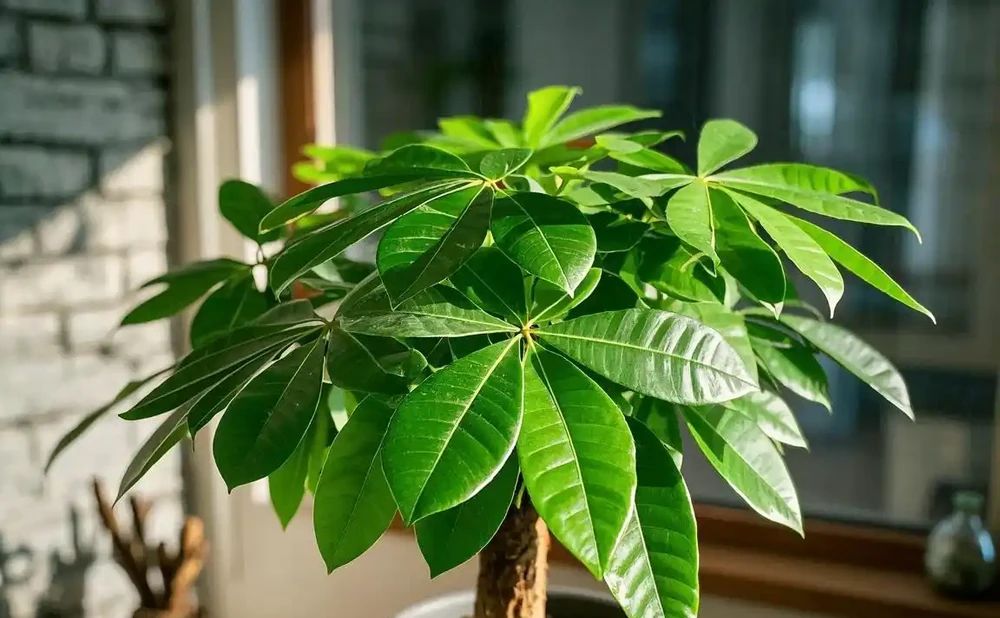 發財樹葉尖發黃乾枯怎麼解決?深度剖析與應對指南
